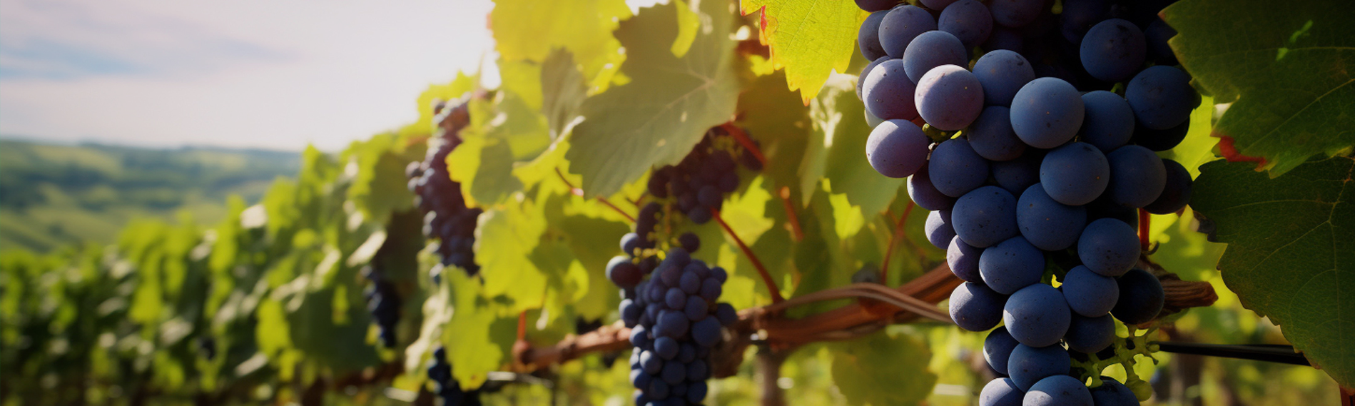 Wineland Header Image