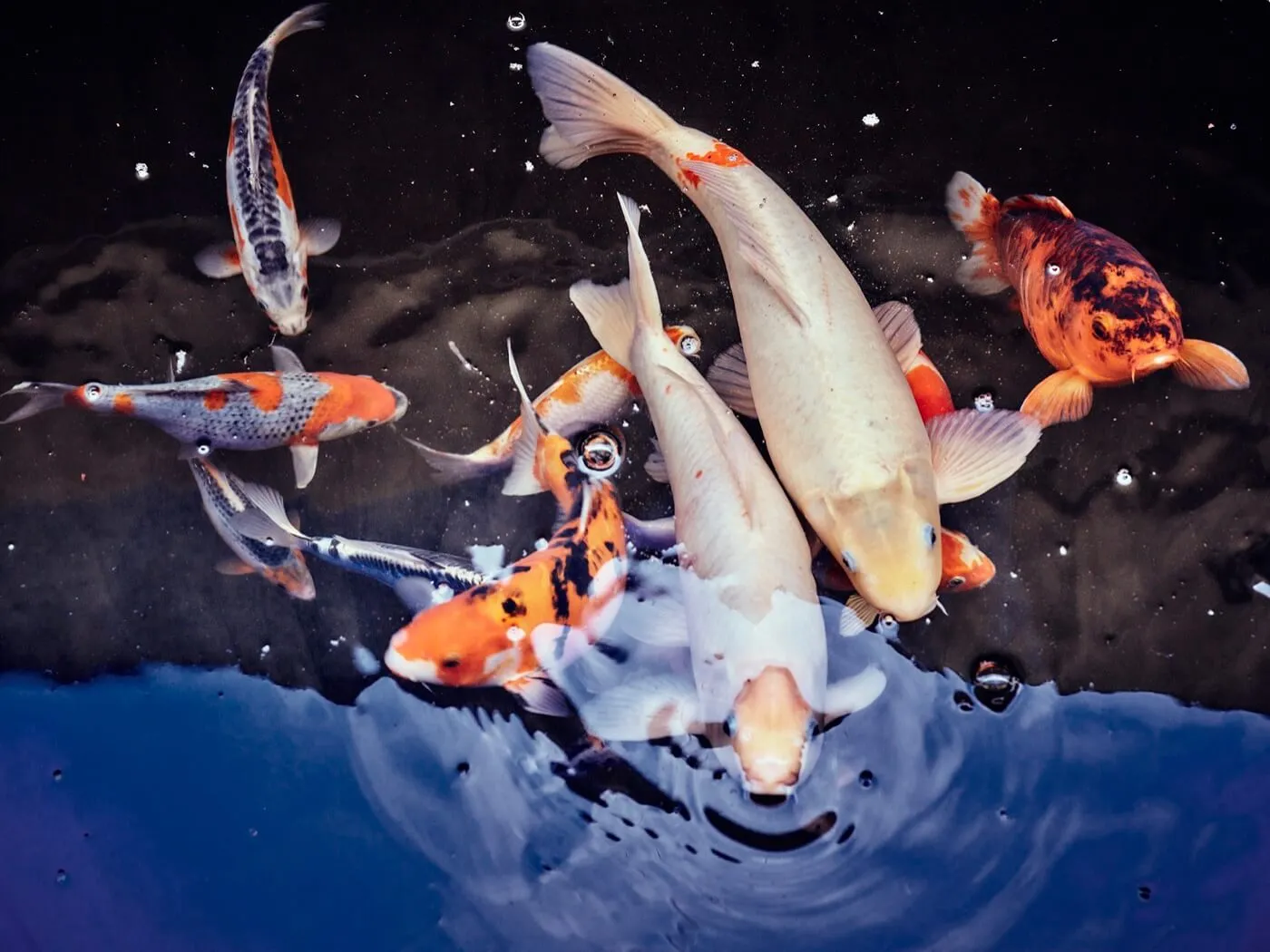 property_[object Object]_24